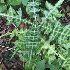 Acanthus ilicifolius