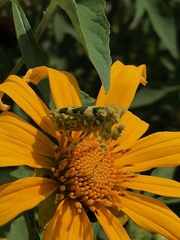 Pseudocreobotra