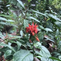 Pachystachys spicata