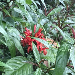 Pachystachys spicata