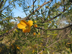 Senna glutinosa