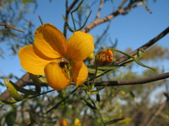 Senna glutinosa