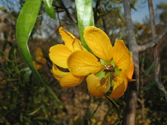 Senna glutinosa