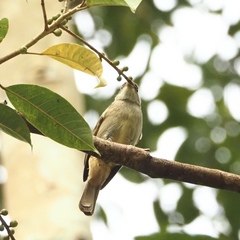 Iole viridescens cinnamomeoventris