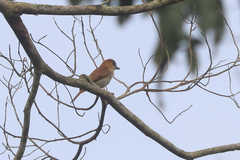 Pachyramphus homochrous