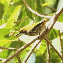 Dicaeum chrysorrheum