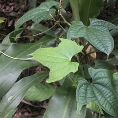 Dioscorea sansibarensis