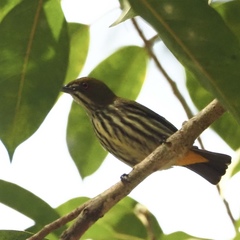 Dicaeum chrysorrheum