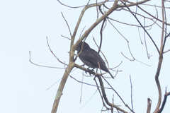 Pachyramphus homochrous