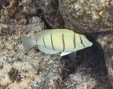 Convict Surgeonfish — seen at this dive site