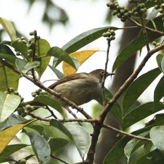 Rubigula erythropthalmos