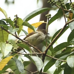Rubigula erythropthalmos