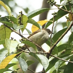 Rubigula erythropthalmos