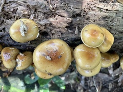 Pholiota nameko