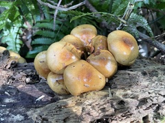 Pholiota nameko