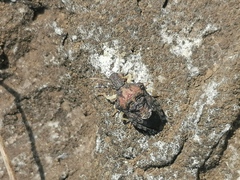 Aeschrocoris inaequalis