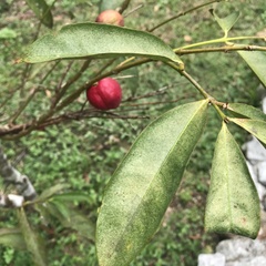 Phaleria macrocarpa