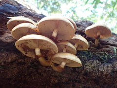 Pholiota nameko