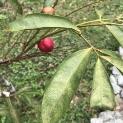 Phaleria macrocarpa