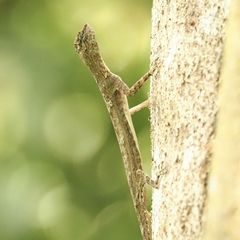 Draco blanfordii