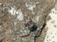 Aeschrocoris inaequalis