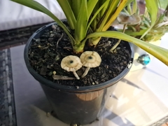 Psilocybe angulospora