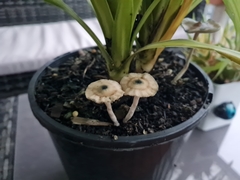 Psilocybe angulospora