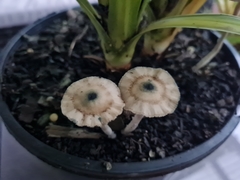 Psilocybe angulospora