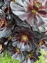 Aeonium
