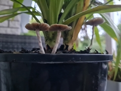 Psilocybe angulospora