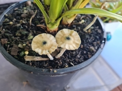 Psilocybe angulospora