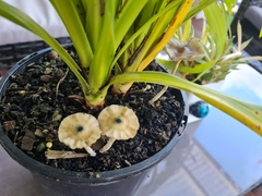 Psilocybe angulospora