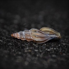Mangelia attenuata