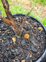 Psilocybe angulospora