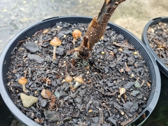 Psilocybe angulospora