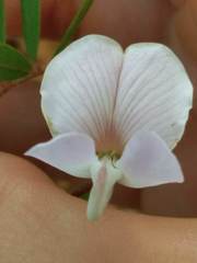 Tephrosia florida