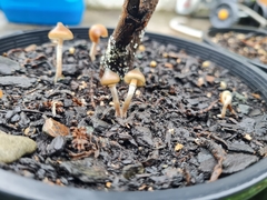 Psilocybe angulospora