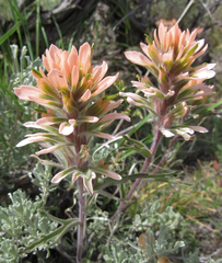 Castilleja angustifolia angustifolia