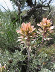 Castilleja angustifolia angustifolia