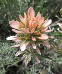 Castilleja angustifolia angustifolia