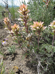 Castilleja angustifolia angustifolia