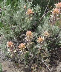 Castilleja angustifolia angustifolia