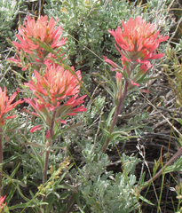 Castilleja angustifolia angustifolia