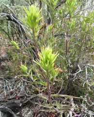 Castilleja flava rustica