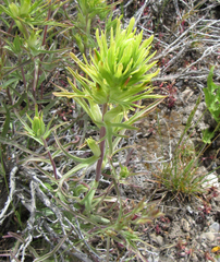 Castilleja flava rustica