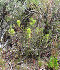 Castilleja flava rustica
