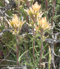 Castilleja angustifolia angustifolia