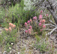 Castilleja angustifolia angustifolia