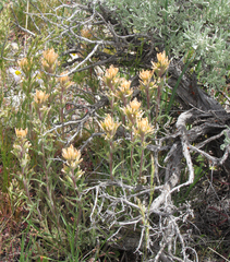 Castilleja angustifolia angustifolia