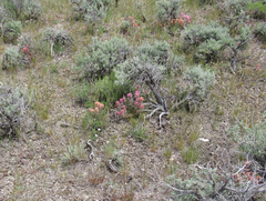 Castilleja angustifolia angustifolia